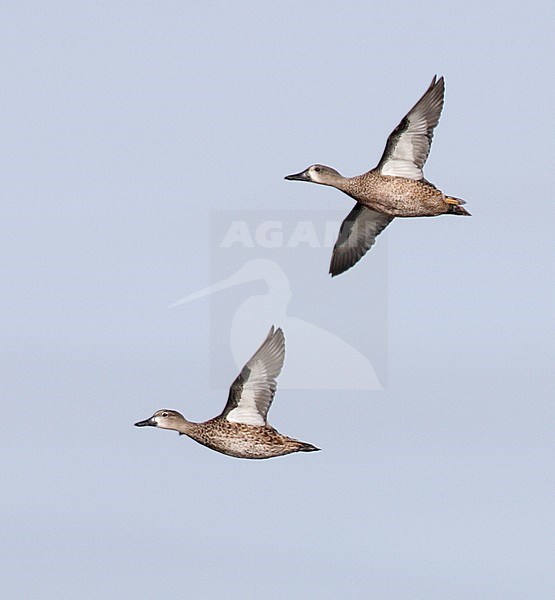 Paartje Blauwvleugeltaling in flight, Pair of Blue-winged Teals in flight stock-image by Agami/Mike Danzenbaker,