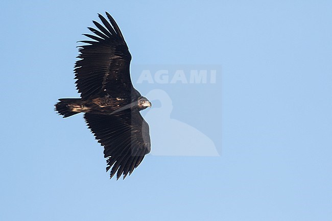 Cinereous Vulture - Mönchsgeier - Aegypius monachus, Spain, 3rd cy stock-image by Agami/Ralph Martin,