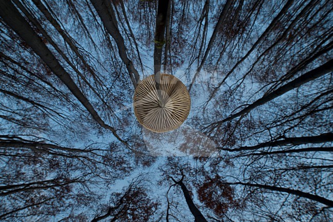 Onderaanzicht van een paddenstoel, Up view of mushroom stock-image by Agami/Rob de Jong,