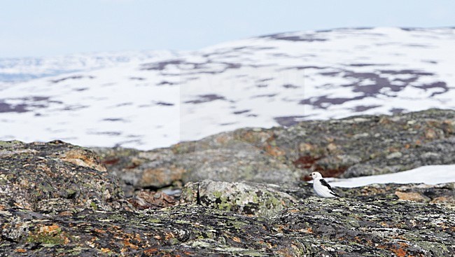 Sneeuwgors mannetje zittend op rots; Snow Bunting male perched on rock stock-image by Agami/Markus Varesvuo,