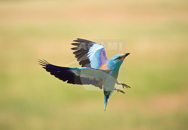 Scharrelaar in de vlucht; European Roller in flight stock-image by Agami/Marc Guyt,