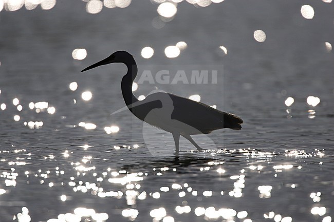 Kleine Zilverreiger; Little Egret stock-image by Agami/Menno van Duijn,