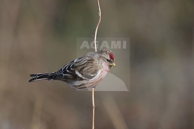 Lesser Redpoll (Carduelis cabaret) perched on a small twig in the Netherlands. stock-image by Agami/Chris van Rijswijk,