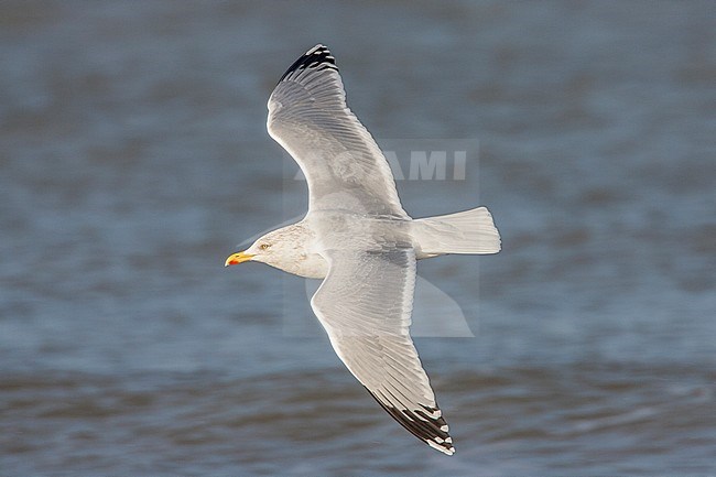 Zilvermeeuw vliegend boven zee; Herring Gull flying above sea stock-image by Agami/Menno van Duijn,