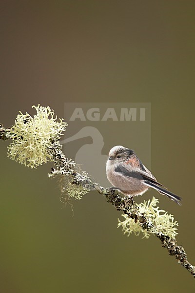 Staartmees zittend op tak, Long-tailed Tit perched on a branch stock-image by Agami/Danny Green,