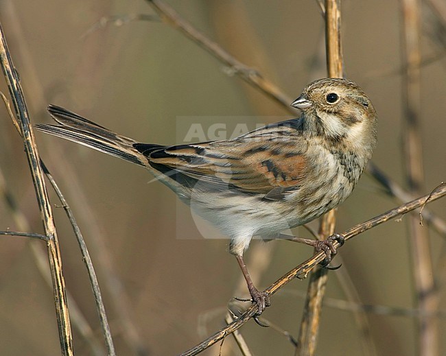 Rietgors, Common Reed Bunting, Emberiza schoeniclus stock-image by Agami/Daniele Occhiato,