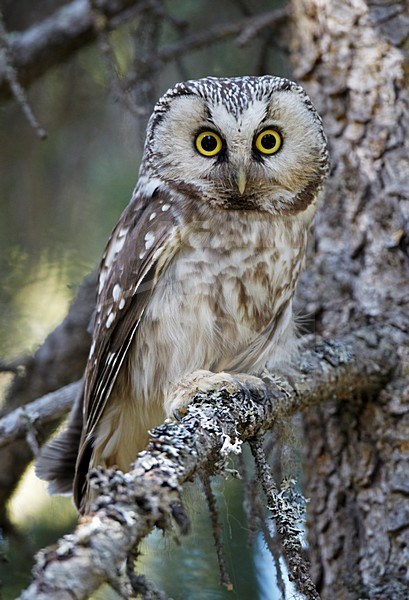 Ruigpootuil; Boreal Owl stock-image by Agami/Markus Varesvuo,