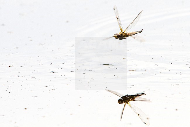 Viervlek, Four-Spotted Chaser stock-image by Agami/Menno van Duijn,