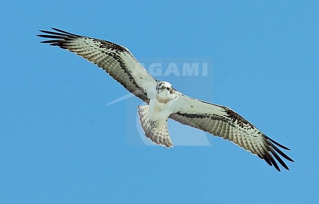 Visarend, Osprey (Pandion haliaetus) stock-image by Agami/Dick Forsman,