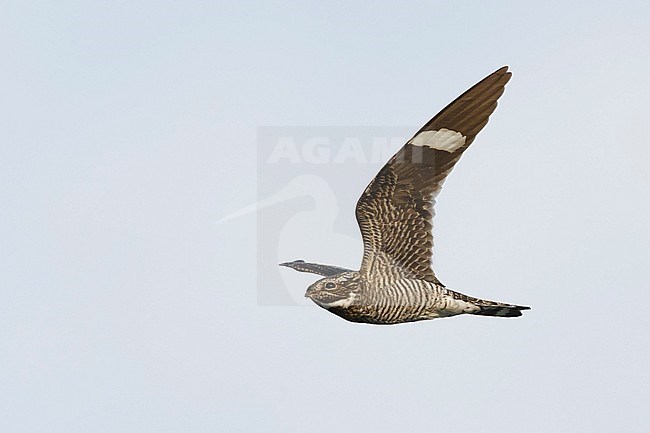 Adult male Common Nighthawk (Chordeiles minor) in flight during daytime over Deschutes County, Oregon, USA. stock-image by Agami/Brian E Small,