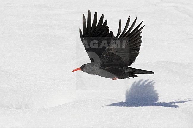 Alpenkraai in de vlucht; Red-billed Chough in flight stock-image by Agami/Markus Varesvuo,