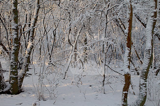 Besneeuwde bomen, Trees with snow stock-image by Agami/Roy de Haas,