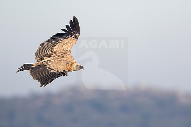 Eurasian Griffon Vulture - Gänsegeier - Gyps fulvus ssp. fulvus, Spain, 2nd cy stock-image by Agami/Ralph Martin,