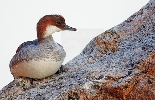 Vrouwtje Nonnetje; Female Smew stock-image by Agami/Markus Varesvuo,