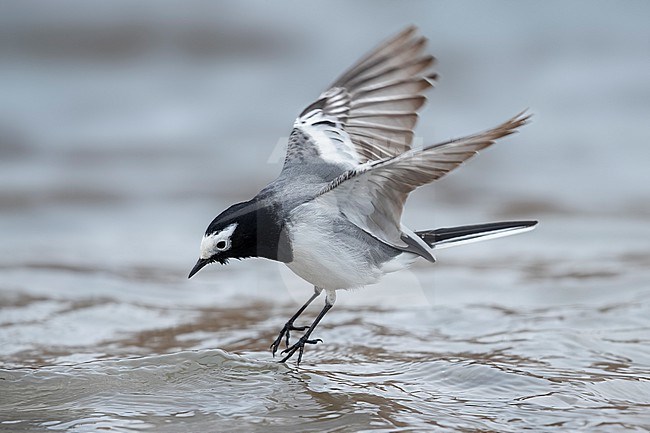 Masked wagtail, masked white wagtail (Motacilla personata, Motacilla alba personata), male sitting on a stone in the Indus River, side view, India, Ladakh, India. stock-image by Agami/Vincent Legrand,