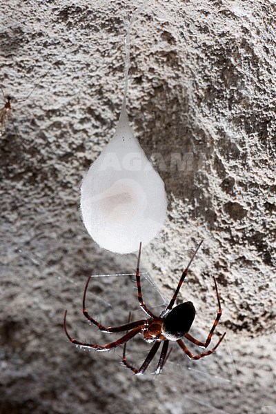 Grottenspin, Cave Spider stock-image by Agami/Theo Douma,