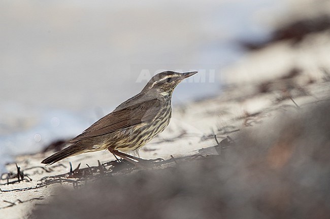 Northern Waterthrush (Parkesia noveboracensis) walking on the beach at Dry Tortugas, USA stock-image by Agami/Helge Sorensen,