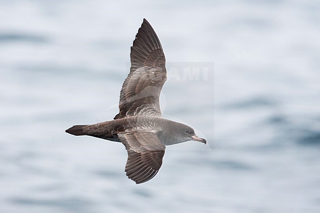 Chileense Grote Pijlstormvogel, Pink-footed Shearwater, Puffinus creatopus stock-image by Agami/Martijn Verdoes,