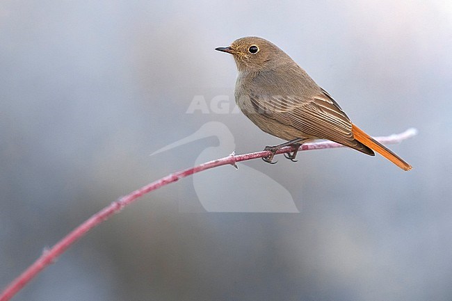 Wintering female Black Redstart (Phoenicurus ochruros gibraltariensis) in Italy. stock-image by Agami/Daniele Occhiato,