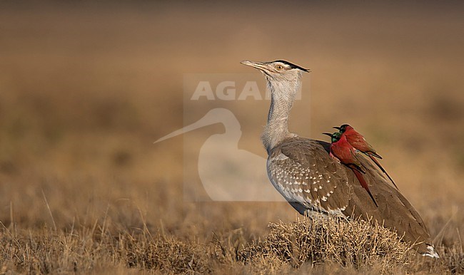 Arabian Bustard, Ardeotis arabs, Aledeghi Wildlife Reserve, Afar, Ethiopia. With two northern carmine bee-eaters (Merops nubicus) riding on its back. stock-image by Agami/Ian Davies,
