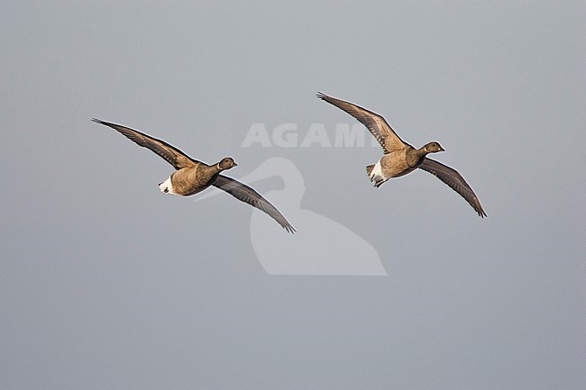 Rotgans stel vliegend; Dark-bellied Brent Goose flying stock-image by Agami/Menno van Duijn,