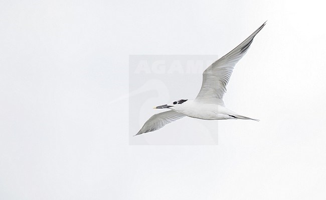 Adult Cabot's Tern (Thalasseus sandvicensis acuflavidus) in autumn plumage at Texas coast in United States. stock-image by Agami/Ian Davies,