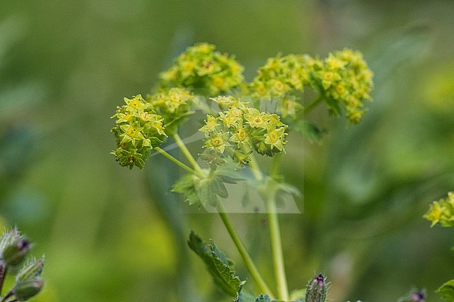 Smooth Lady's-mantle stock-image by Agami/Wil Leurs,