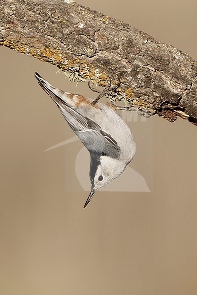 Adult male
Santa Barbara Co., CA
November 2021 stock-image by Agami/Brian E Small,