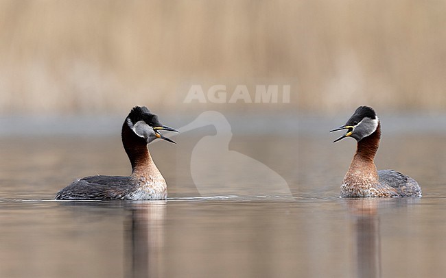 Red-necked Grebe (Podiceps griseigena) pair showing courtship behaviour on a lake in Rudersdal, Denmark stock-image by Agami/Helge Sorensen,