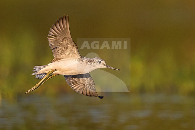 Groenpootruiter; Greenshank stock-image by Agami/Daniele Occhiato,