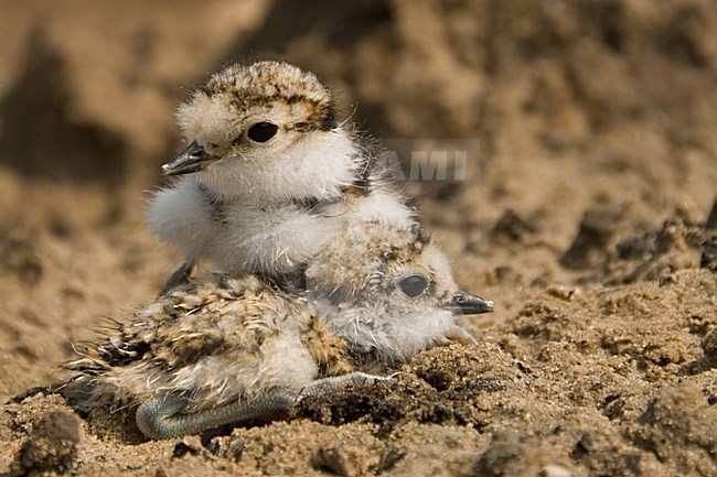 Little Ringed Plover young; Kleine Plevier jong stock-image by Agami/Han Bouwmeester,