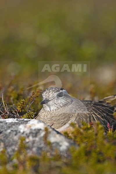 Eurasian Dotterel adult on its nest, Morinelplevier volwassen op zijn nest stock-image by Agami/Jari Peltomäki,