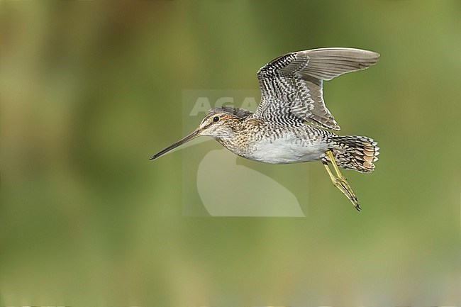 Adult Wilson's Snipe (Gallinago delicata) in flight at a marsh in Kidder County, North Dakota, USA. stock-image by Agami/Brian E Small,