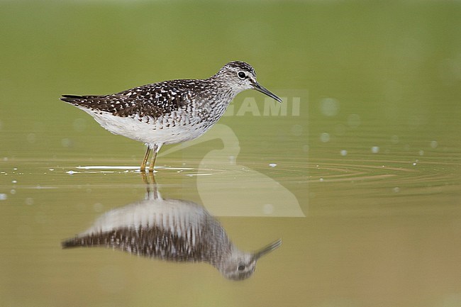 Wood Sandpiper - Bruchwasserläufer - Tringa glareola, Germany, adult, worn breeding plumage stock-image by Agami/Ralph Martin,