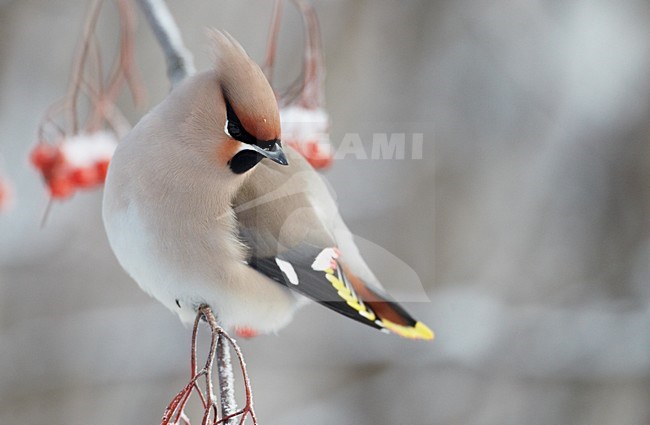 Volwassen Pestvogel foeragerend op bessen in de winter; Adult Bohemian Waxwing foraging on berries in winter stock-image by Agami/Markus Varesvuo,