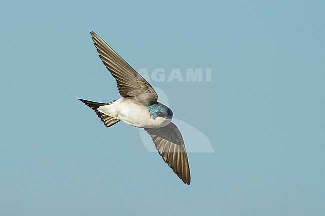 Adult male
Orange Co., CA
February 2018 stock-image by Agami/Brian E Small,