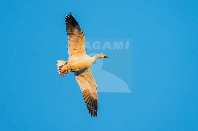 Adult
Colusa Co., CA
January 2023 stock-image by Agami/Brian E Small,