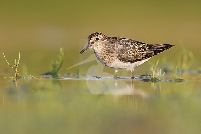 Temminck's Stint - Temminckstrandläufer - Calidris temminckii, Germany, breeding plumage stock-image by Agami/Ralph Martin,