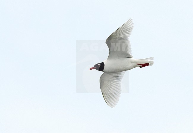 Summer plumage adult Mediterranean Gull (Ichthyaetus melanocephalus) during spring migration on the Greek island Lesvos. Gliding past and looking intensely at you. stock-image by Agami/Marc Guyt,