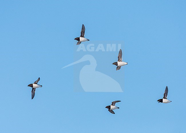 Little Auk (Alle alle) during summer season on Spitsbergen in arctic Norway. Five birds in flight against a blue sky as background. stock-image by Agami/Marc Guyt,