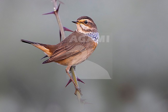 White-spotted Bluethroat (Luscinia svecica) in Italy. stock-image by Agami/Daniele Occhiato,