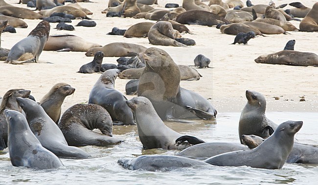 Kaapse pelsrobben kolonie bij Walvisbaai Namibie, Cape Fur Seal colony at Walvisbaai Namibia stock-image by Agami/Wil Leurs,