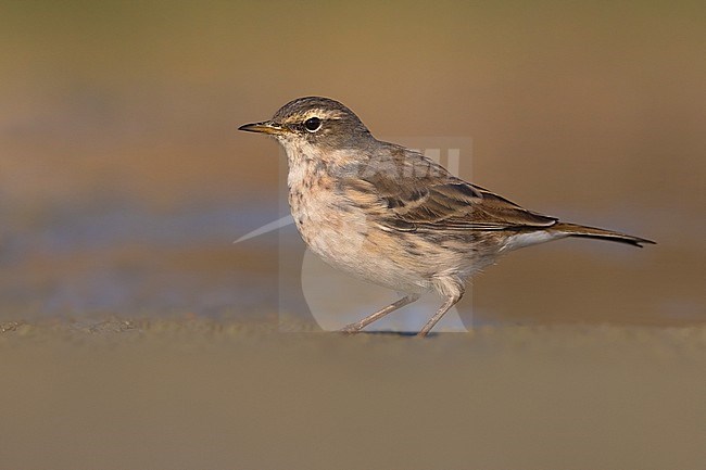 Water Pipit (Anthus spinoletta) in Italy. stock-image by Agami/Daniele Occhiato,