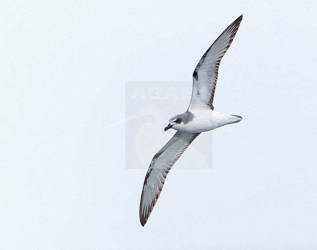 Masatierra Petrel (Pterodroma defilippiana) at sea off Chile. Also known as De Filippi's petrel. stock-image by Agami/Dani Lopez-Velasco,