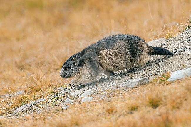 Alpine Marmot, Alpenmarmot stock-image by Agami/Alain Ghignone,