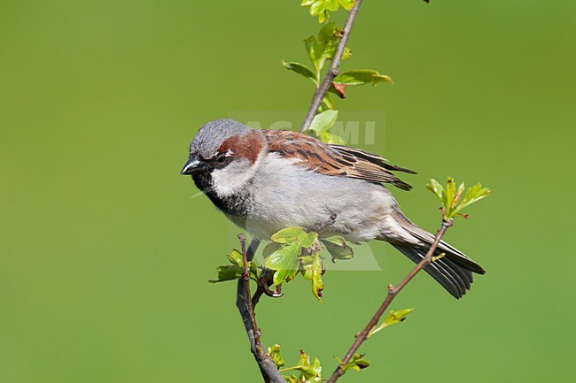 Mannetje Huismus; Male House Sparrow stock-image by Agami/Arnold Meijer,