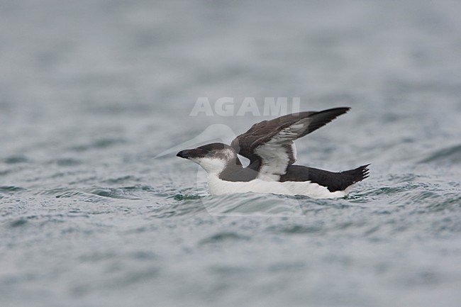 Vleugels uitslaande Alk; Razorbill flapping his wings stock-image by Agami/Arie Ouwerkerk,