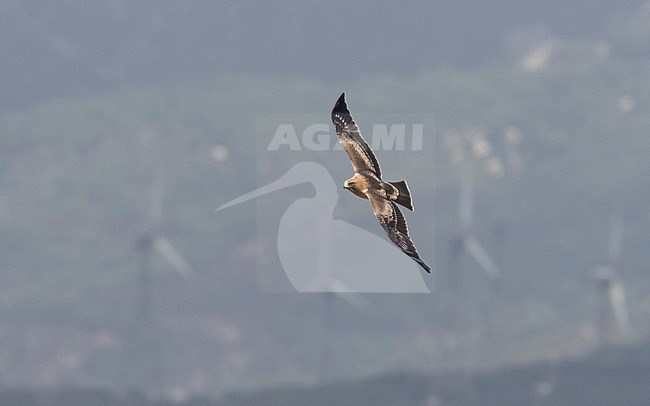 Booted Eagle (Hieraaetus pennatus) in flight, windmills in the background. Spain stock-image by Agami/Markku Rantala,