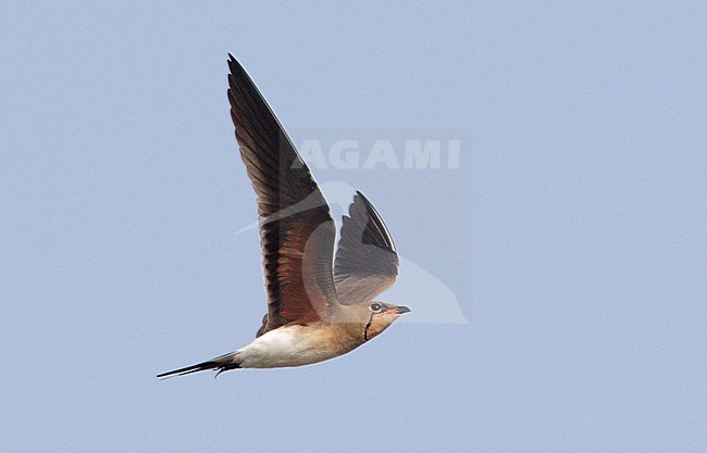 Volwassen Vorkstaartplevier in vlucht; Adult Collared Pratincole in flight stock-image by Agami/Mike Danzenbaker,