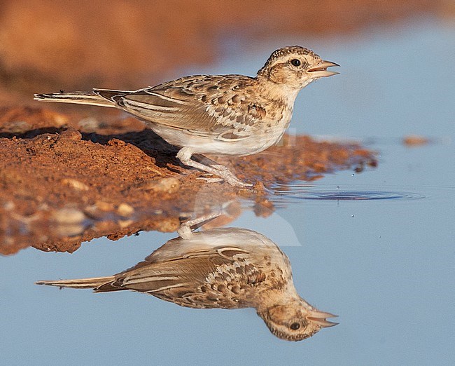 Immature Short-toed Lark (Calandrella brachydactyla brachydactyla) at drinking pool in the Spanish steppes. stock-image by Agami/Marc Guyt,